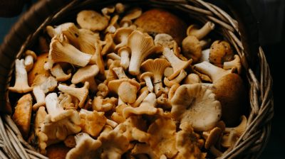 6 Benefits of Medicinal Mushrooms