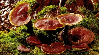 Organifi Gold: #1 Superfood Supplement