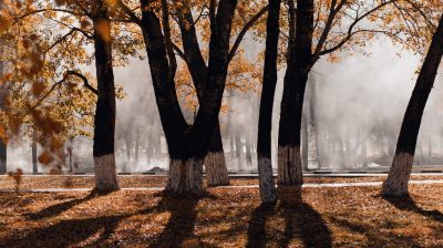 irina-iriser-mWbJ5M4m2rM-unsplash