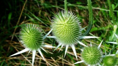 The Health Benefits of Milk Thistle